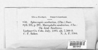Coniothyrium sambucinum image